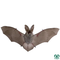 گونه خفاش گوش بلند قهوه‌ای Brown Long-eared Bat 